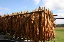 tobacco-wagon__.jpg