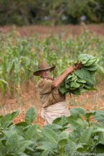 harvesting tobacco in Cuba2.jpg