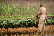 harvesting tobacco in Cuba3.jpg