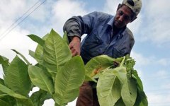 tobacco_leaves_cuba.jpg
