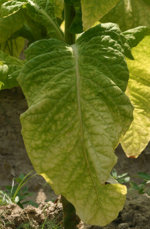 Ripe_tobacco_leaf_3037.jpg