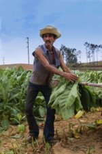 cuba-vinales-harvesting-tobacco-300x450.jpg