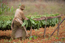harvesting tobacco in Cuba.jpg