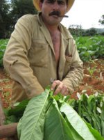 harvestinggreenleaf.jpg