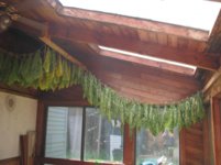Color curing on sun porch.jpg