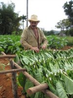 harvestinggreenleaf2.jpg