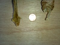 stems.jpg