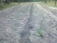IMG_20120512_170324.jpg
