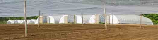 Greenhouses - Copy.jpg