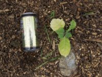 HPIM2081.JPG HPIM2081.JPG