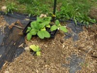 HPIM2084.JPG HPIM2084.JPG