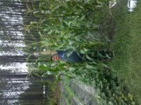corn.jpg