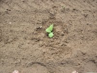 100_2034.jpg 100_2034.jpg