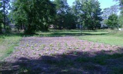 T Patch 060112.JPG T Patch 060112.JPG