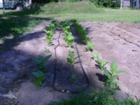 Turk 060112.JPG Turk 060112.JPG