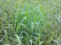 wheat patch2.jpg