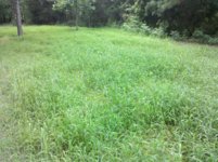 wheat patch.jpg