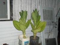 100_0078.jpg