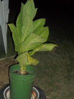 100_0079.jpg