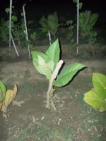 100_0085.jpg