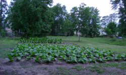 T Patch 061312.JPG T Patch 061312.JPG