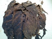 Nicaraguan Ligero (large).jpg