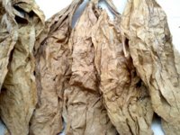 CT Shade Leaf.jpg