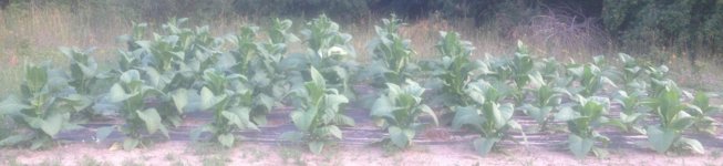 2012-08-02 I-C #2.jpg