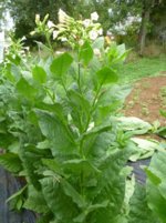 XanthiYaka_8-10-2012.jpg