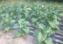 when to start priming | Fair Trade Tobacco