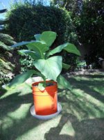 DSCN4450.jpg DSCN4450.jpg