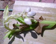 Catterton seed pods.JPG