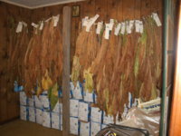 Tobacco room 009.JPG Tobacco room 009.JPG