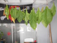 DSCN4670.JPG