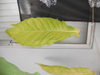 DSCN4674.JPG