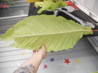 DSCN4676.JPG