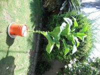 DSCN4677.JPG