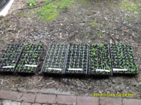 SDC18960.JPG SDC18960.JPG