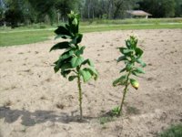 100_2190.jpg 100_2190.jpg