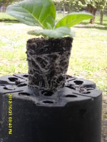 SDC18962.JPG SDC18962.JPG