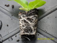 SDC18963.jpg SDC18963.jpg