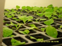 SDC18965.jpg SDC18965.jpg