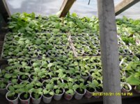 SDC18966.jpg SDC18966.jpg