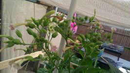 IMAG0475.jpg