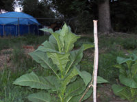 8192393285_890646e258_z.jpg 8192393285_890646e258_z.jpg