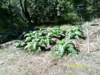 md 609 good.jpg md 609 good.jpg