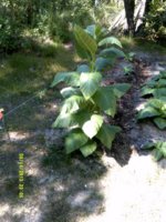 Burley good2.jpg Burley good2.jpg