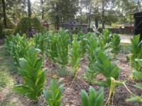 Boxin leaf 012.JPG