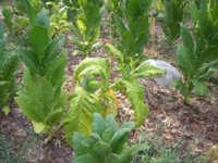 Boxin leaf 011.JPG