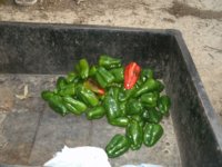 Peppers 001.JPG